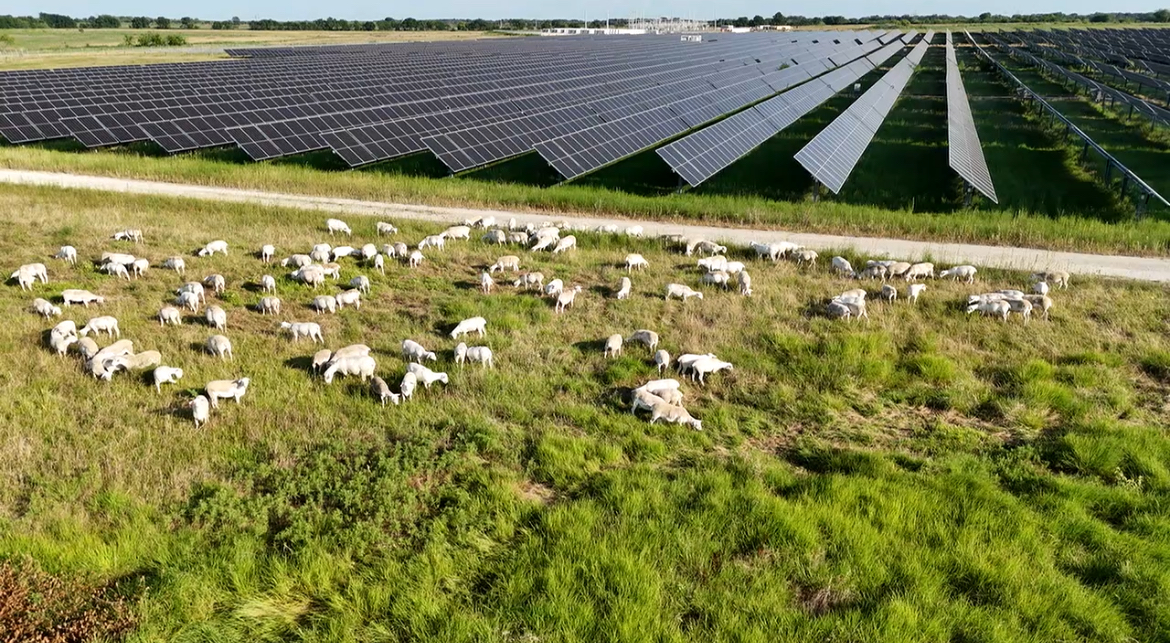 No more sheepless nights: Enel inks largest solar grazing contract