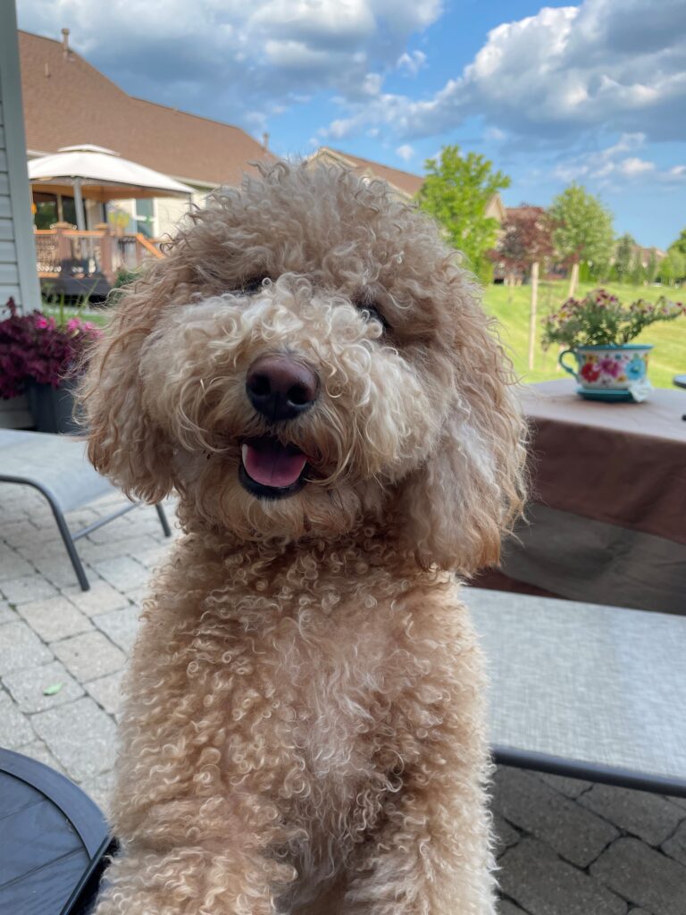 A cute golden doodle standing up and seeking attention and/or pets. 